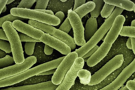 Medicul Tudor Ciuhodaru atrage atenția: infecțiile cu Escherichia coli fac ravagii printre copii și pot fi letale