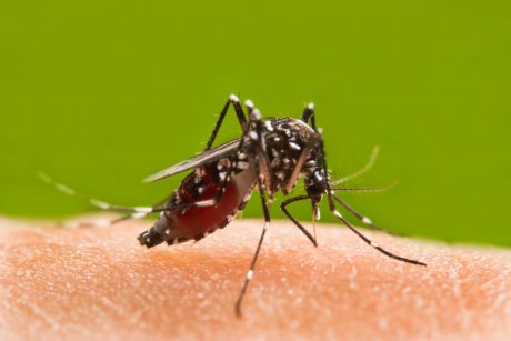 Medic român: nu neglijați înțepăturile de țânțari! Pot transmite West Nile