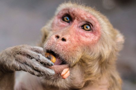 Variola maimuțelor, boala tropicală care a ajuns în Europa, face deja prima victimă!
