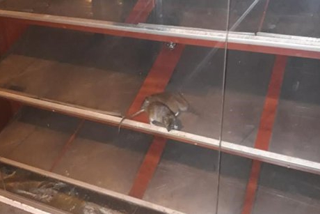 Șobolani fotografiați în vitrina uneia dintre cele mai mari patiserii din București
