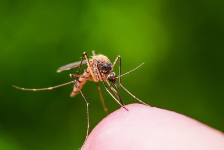 Atenție, părinți! Există alertă de virus West Nile în această destinație de vacanță