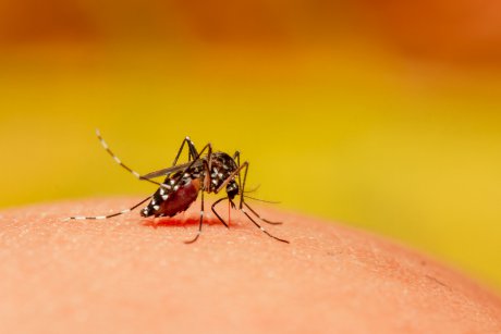 10 boli pe care copilul tău le poate lua de la țânțari