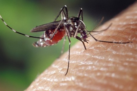 Ministerul Sănătății avertizează: cod roșu de țânțari în toată țara!