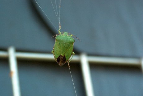 Alertă! Pregătiți-vă de invazia gândacilor puturoși! Ploșnița verde devine o amenințare