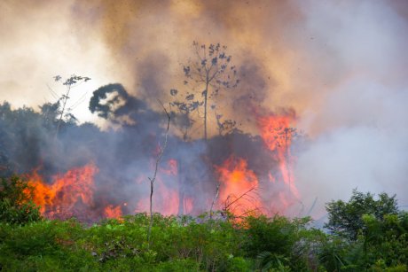 Amazonul arde și baba se piaptănă