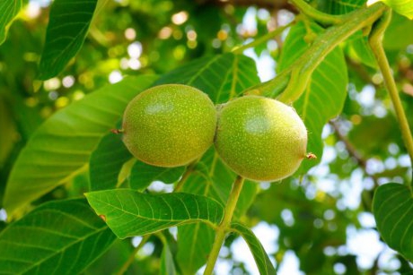Tratamente naturiste cu frunze de nuc: utilizări medicinale ale acestui dar de la natură