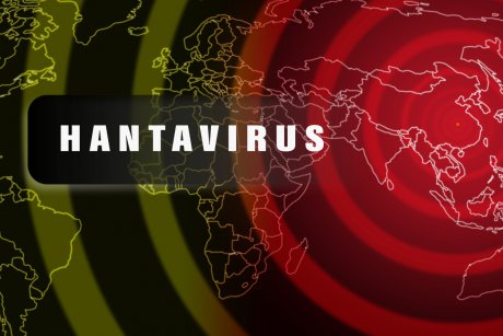 Hantavirus: ce este, ce simptome anunță boala și când poate fi mortală?