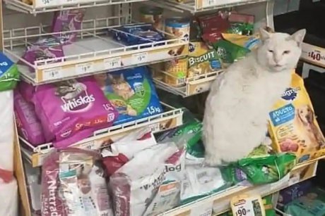 O pisică maidaneză a făcut o femeie să-i cumpere mâncarea ei favorită. Isteața felină a fost adoptată