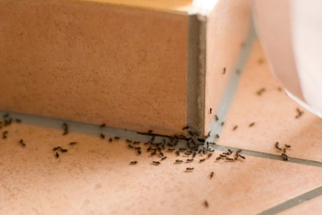 Cum să scapi de furnicile din casă