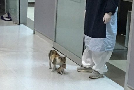 Imaginea zilei: o mamă-pisicuță își duce puiul bolnav la spital pentru a cere ajutor medicilor