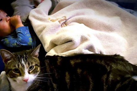 Cum a salvat o pisică viața unei fetițe care se sufoca în somn