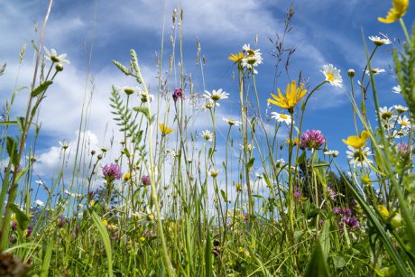 Plante ocrotite de lege în România: cele mai frumoase 18 flori rare