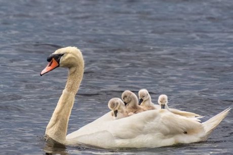 Natura suprinzătoare: tatăl lebăda are grijă de copii după ce partenera lui a murit la o săptămână de la venirea pe lume a puiuților