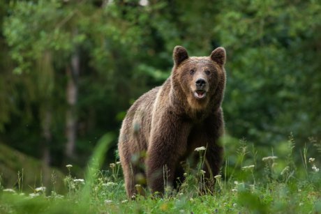 Un copil de 8 ani din Covasna a fost atacat de urs! Ce facem când ne întâlnim cu ursul pe un traseu montan