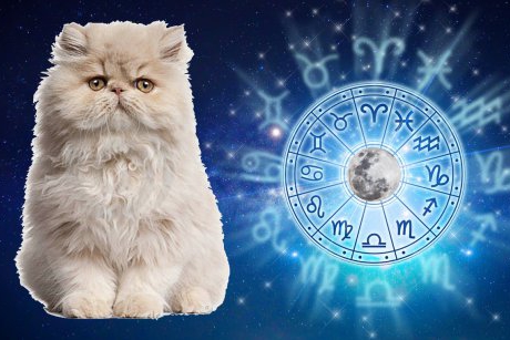 Miau! Ce rasă de pisică ești în funcție de zodia ta