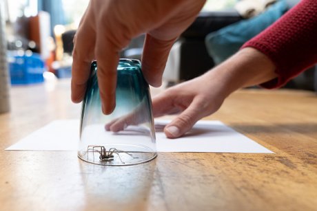 Păianjeni de casă: cum să scapi de arahnide și cum poți să previi apariția acestora