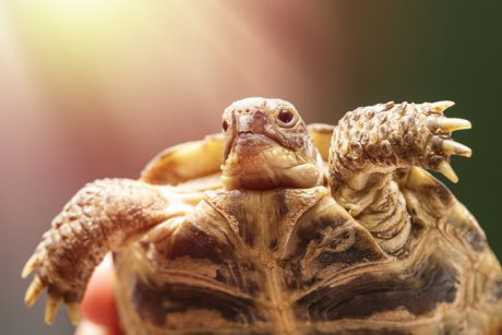 Broasca țestoasă: ce specie să alegem și cum o îngrijim