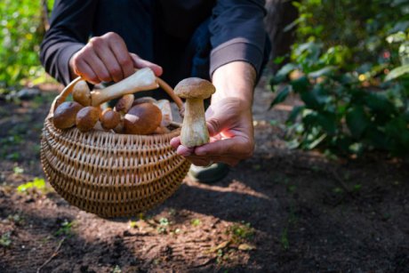 Ciuperci porcini: ce rețete delicioase poți pregăti din ele