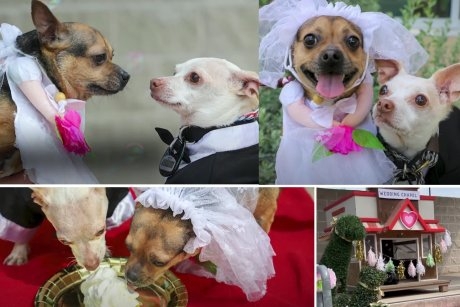 Nunta anului: doi cățeluși abandonați au parte de o ceremonie adorabilă organizată de adăpostul care i-a salvat