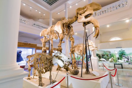 Art Safari și Muzeul Antipa fac schimb de exponate pentru o săptămână și găzduiesc expoziții temporare simultane