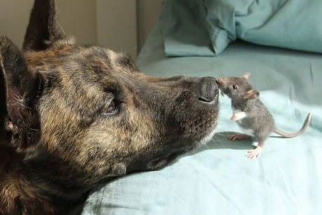 Prietenia nu ține cont de specie: cum au devenit un câine și un șobolan cei mai buni prieteni