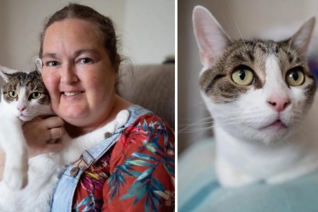 Pisicuța eroină: și-a salvat stăpâna de un infarct sărind pe pieptul ei