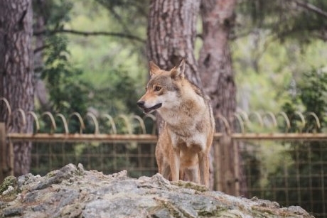 O fetiță a fost mușcată de un lup la grădina zoologică din Sibiu