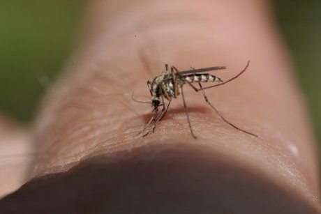 Atenție, părinți! Peste 50 de cazuri confirmate cu virusul West Nile în România. Ce măsuri trebuie să luați