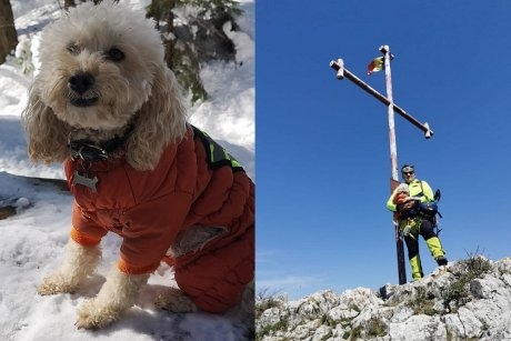 Zoe Alpinista, cățelușa care a cucerit cei mai înalți munți! Este primul câine care a obținut legitimație de mountaniard