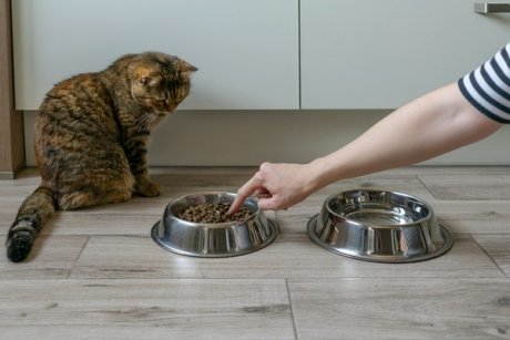 Pisica nu mănâncă? Cauze posibile și ce-i de făcut