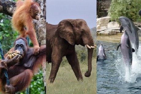 Cele mai inteligente animale de pe planetă