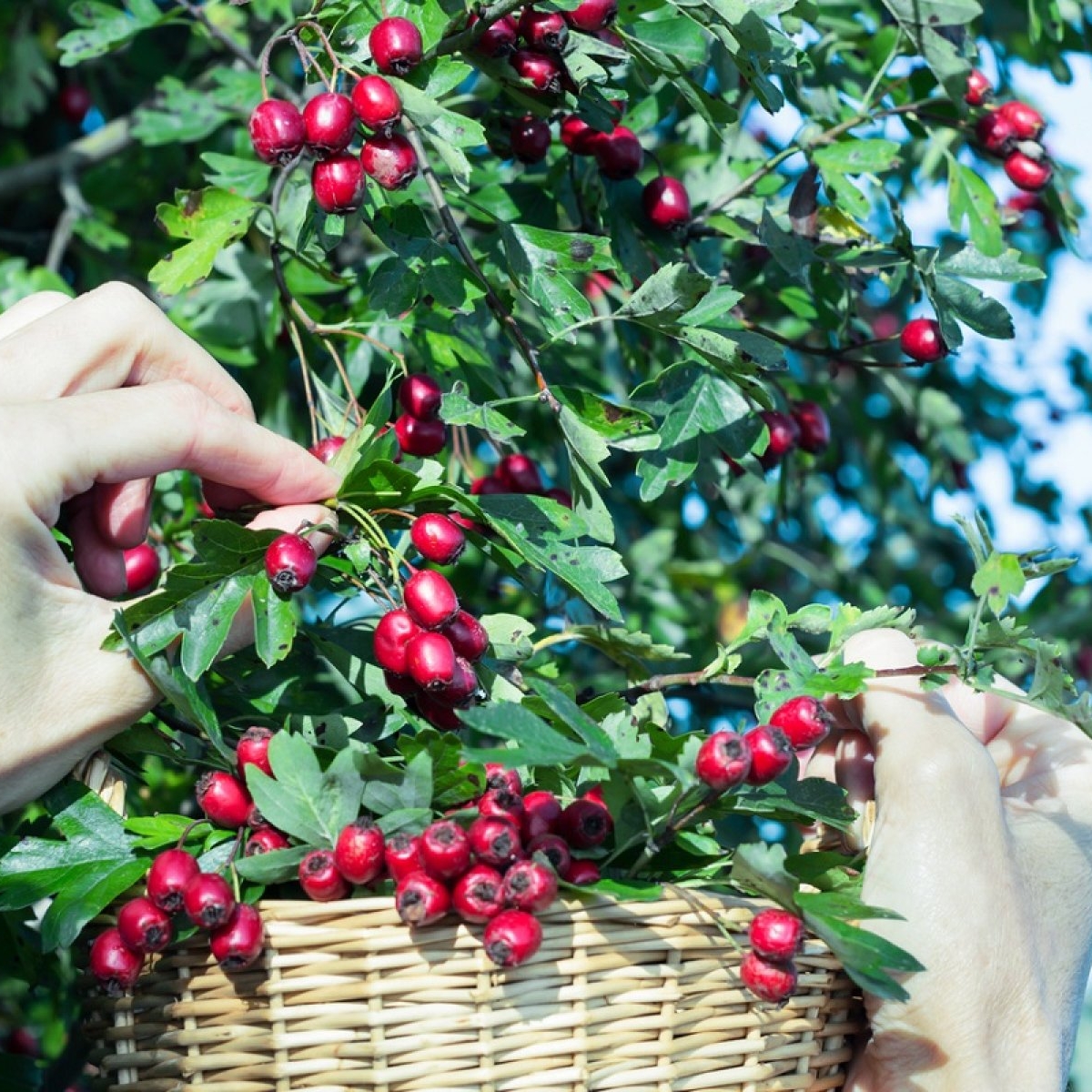 Păducel: beneficii și proprietăți