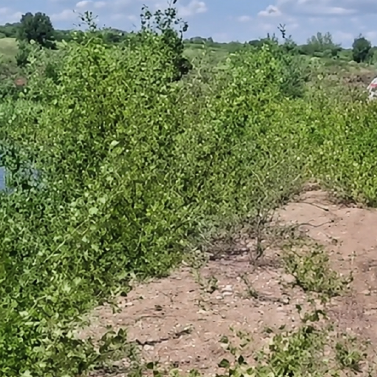 Darius, un copil de 8 ani din Arad a murit după ce s-a încat într-un lac. A mers la scăldat cu alți 2 copii și niciunul nu știa să înoate