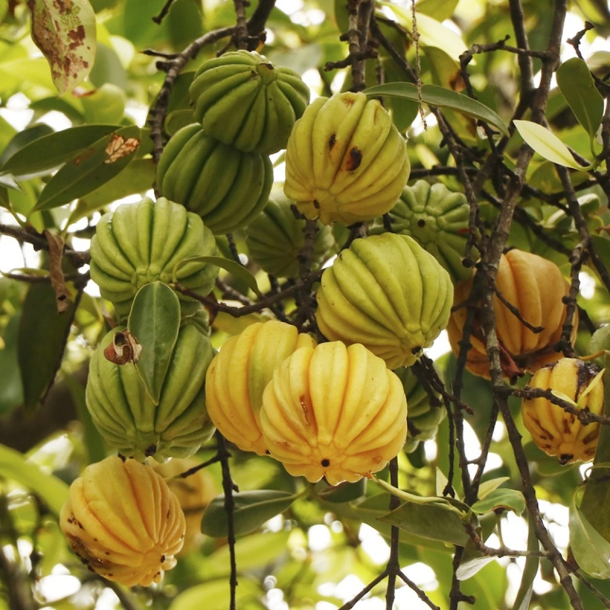 Garcinia cambogia: beneficii și recomandări