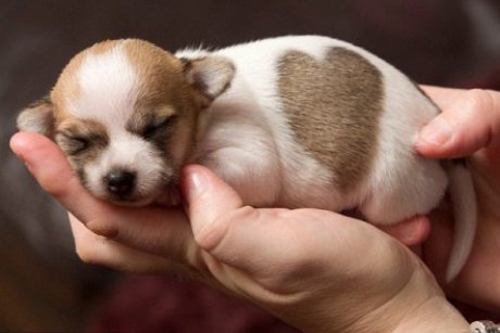 S-au nascut cele mai iubitoare animale din lume
