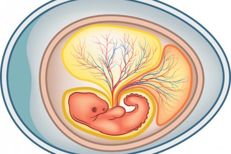 Sacul amniotic: tot ce trebuie sa stii