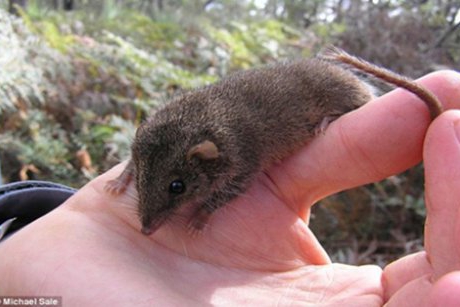 Cercetatorii australieni au descoperit o noua specie de marsupiale care face sex pana moare in timpul sezonului-maraton de imperechere