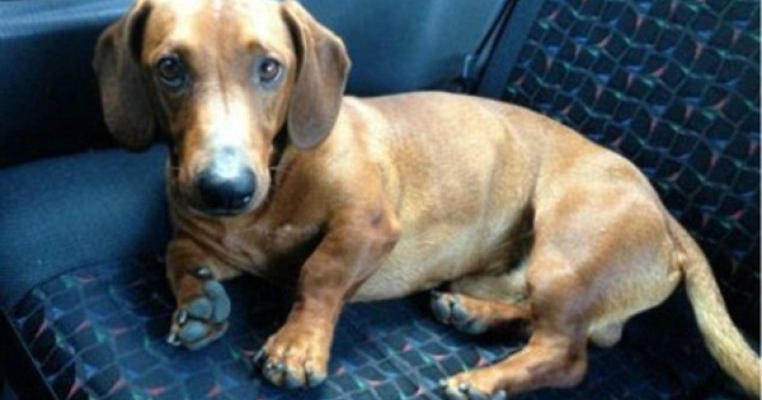 Cu pretul propriei vieti, Leo, un catel basset, a salvat viata unei fetite
