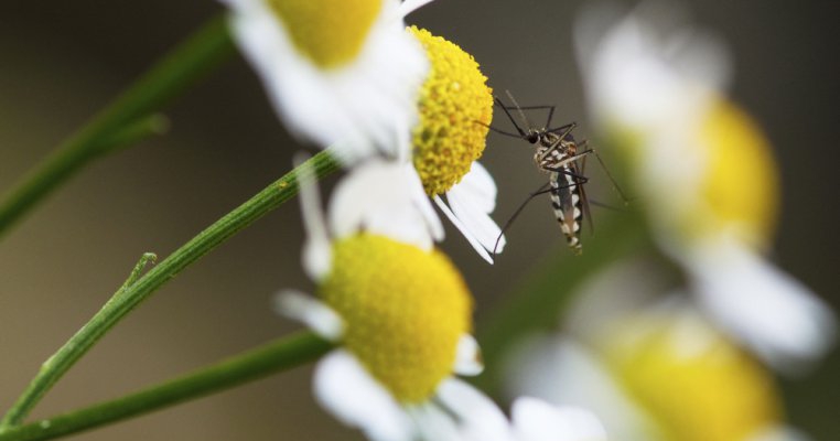 Repelente naturale pentru tantari