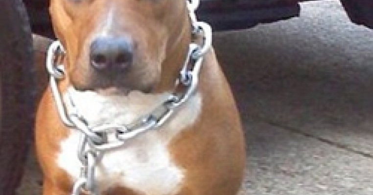 O femeie a fost omorata de pitbullul familiei chiar in fata nepotelului ei