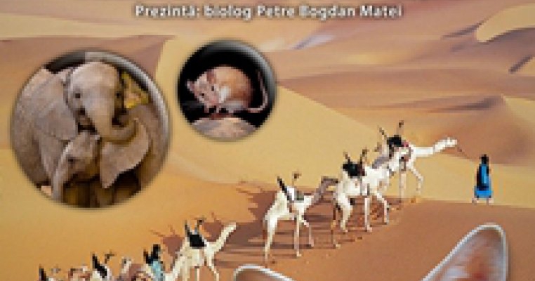 Mamiferele desertului african