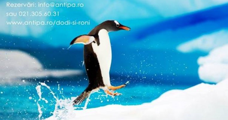 Intalnire cu Dodi si Roni: Aventura in Antartica 