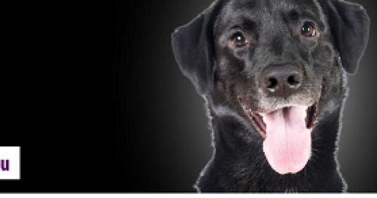 Maraton de concursuri si premii la a saptea editie Pet Expo