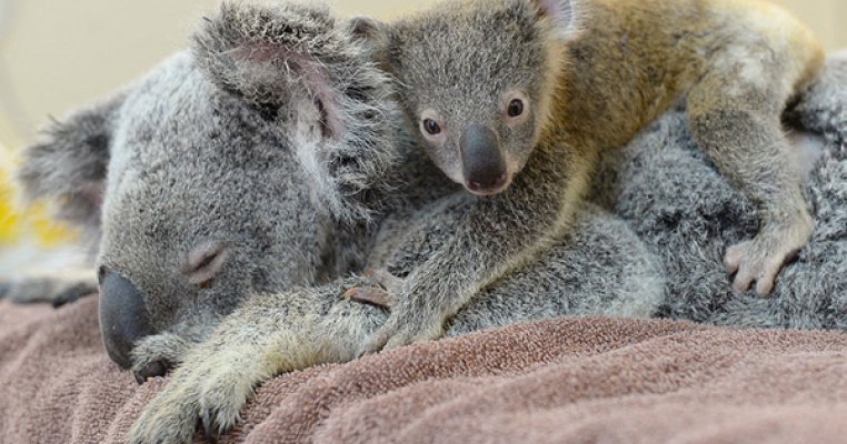 Momentul adorabil al zilei: Un pui koala a stat alaturi de mamica lui in timpul unei operatii de urgenta