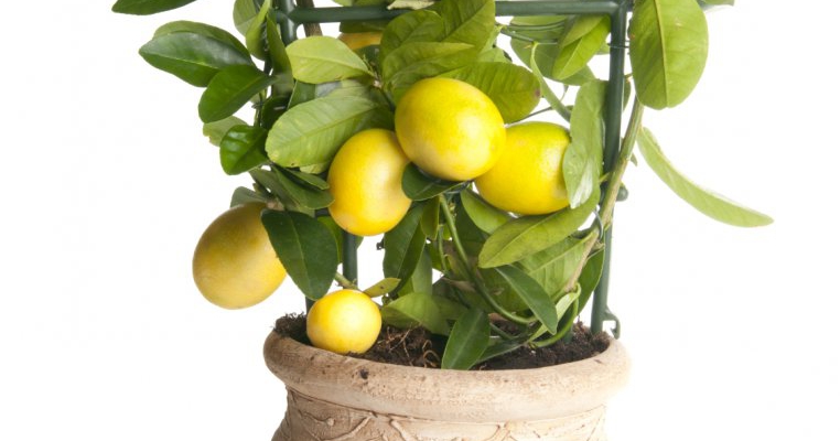 Top 10 plante comestibile pe care le poti creste in apartament 