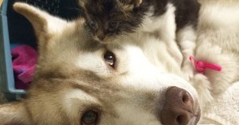 Cei mai buni prieteni: un catel husky salveaza o pisicuta de la moarte