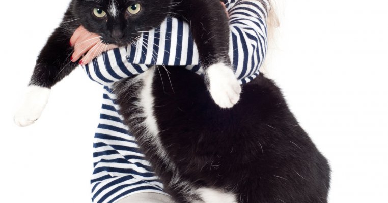 Bebelusul si primul lui animal de companie