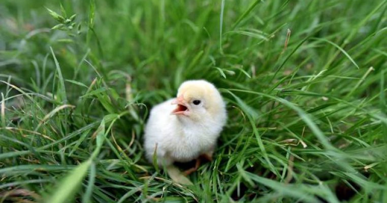 Jurnal de tătic. Alecsia e vegetariană