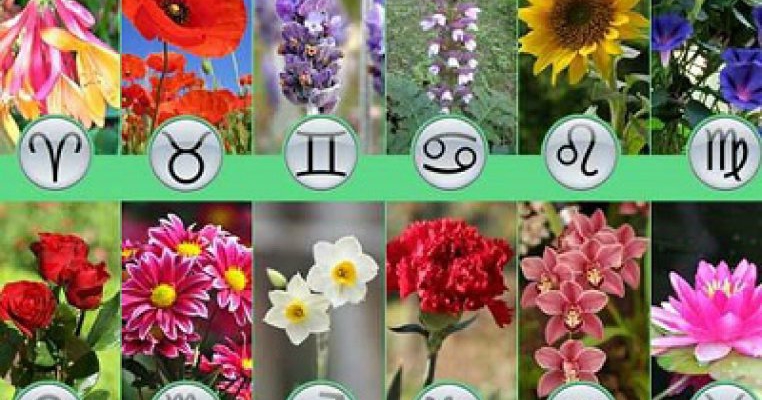 Zodiacul floricol: ce floare este copilul tău