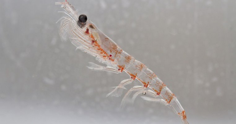 Totul despre uleiul de krill